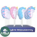 Маршмеллоу на палочке  N8 Единорог + мароженое 1/24